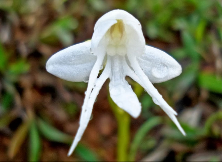 fleur-ressemblance-animaux-humain-insolite-nature27