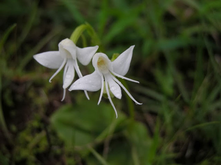 fleur-ressemblance-animaux-humain-insolite-nature28