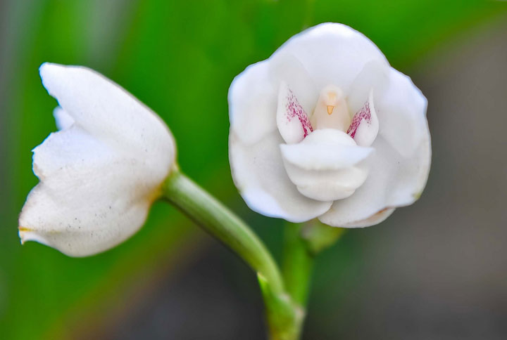 fleur-ressemblance-animaux-humain-insolite-nature29