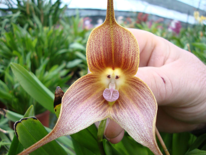 fleur-ressemblance-animaux-humain-insolite-nature2