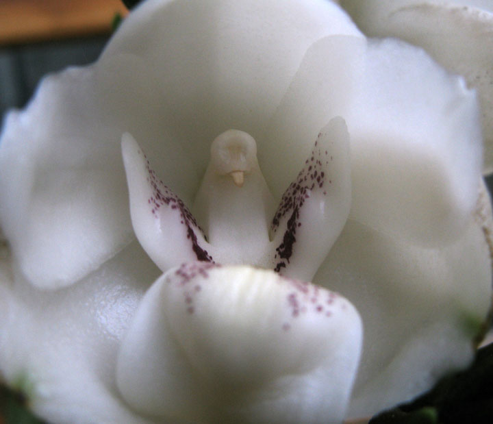 fleur-ressemblance-animaux-humain-insolite-nature30