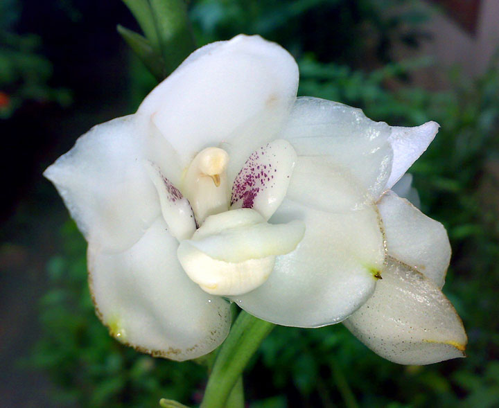 fleur-ressemblance-animaux-humain-insolite-nature31