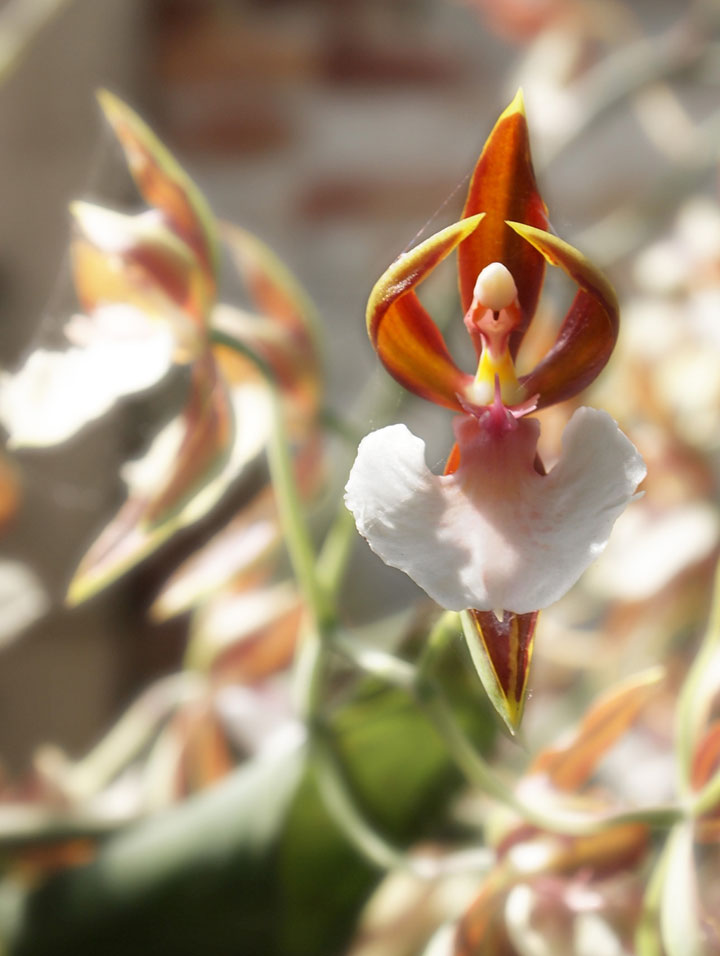 fleur-ressemblance-animaux-humain-insolite-nature32