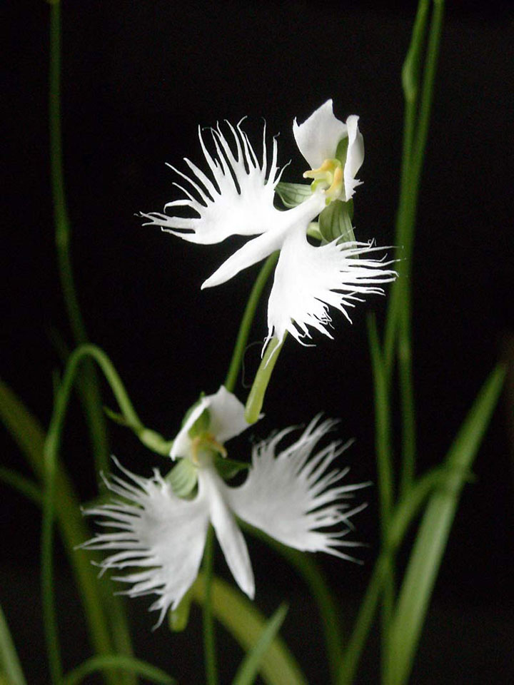 fleur-ressemblance-animaux-humain-insolite-nature33