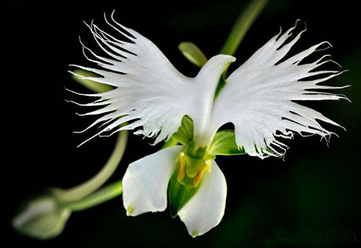 fleur-ressemblance-animaux-humain-insolite-nature34