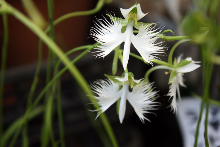 fleur-ressemblance-animaux-humain-insolite-nature35