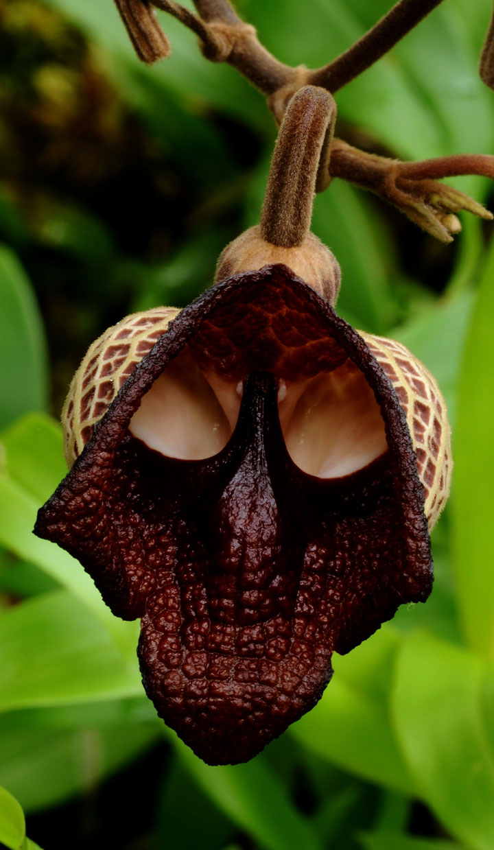 fleur-ressemblance-animaux-humain-insolite-nature36