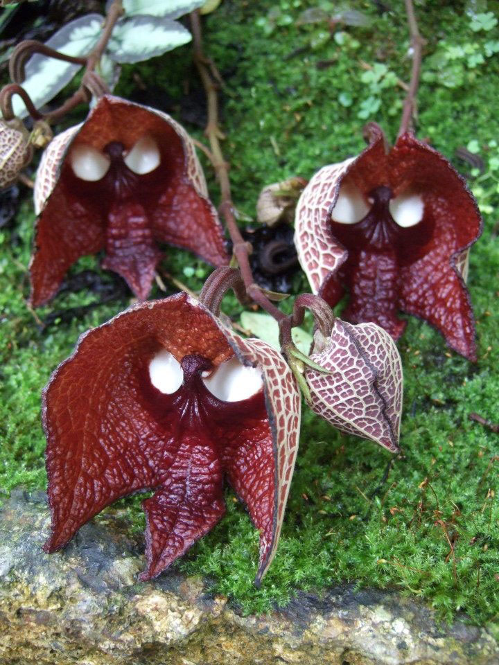 fleur-ressemblance-animaux-humain-insolite-nature37