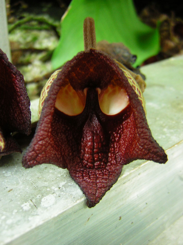 fleur-ressemblance-animaux-humain-insolite-nature38