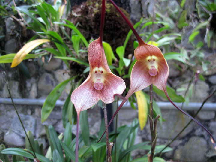 fleur-ressemblance-animaux-humain-insolite-nature3