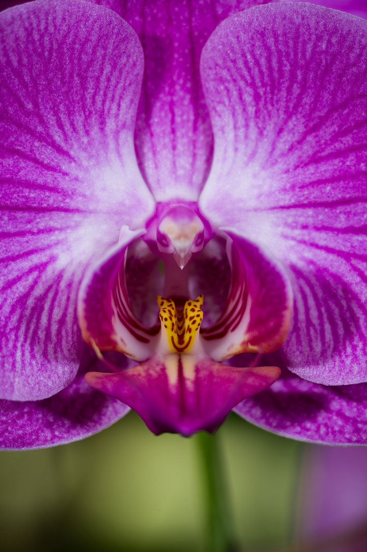 fleur-ressemblance-animaux-humain-insolite-nature4