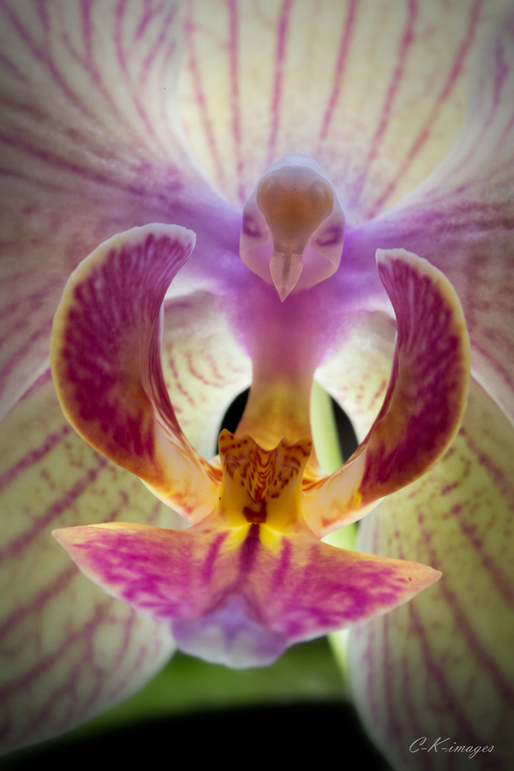 fleur-ressemblance-animaux-humain-insolite-nature5