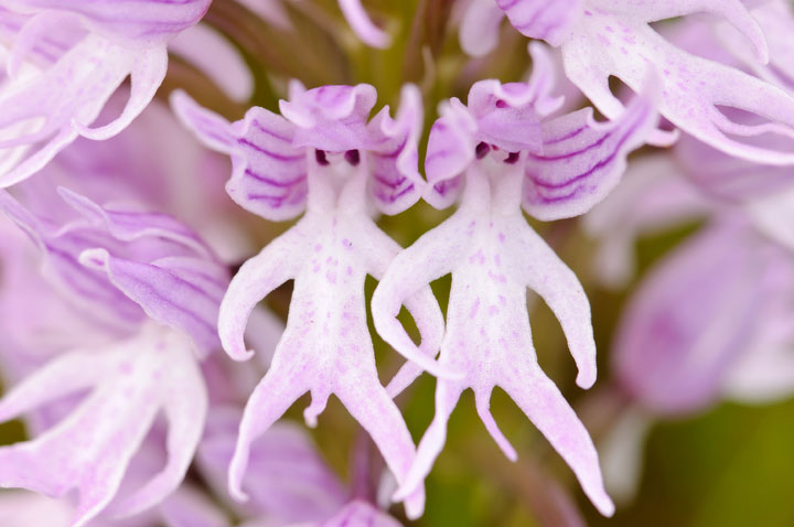 fleur-ressemblance-animaux-humain-insolite-nature7