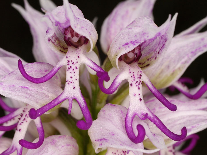 fleur-ressemblance-animaux-humain-insolite-nature8