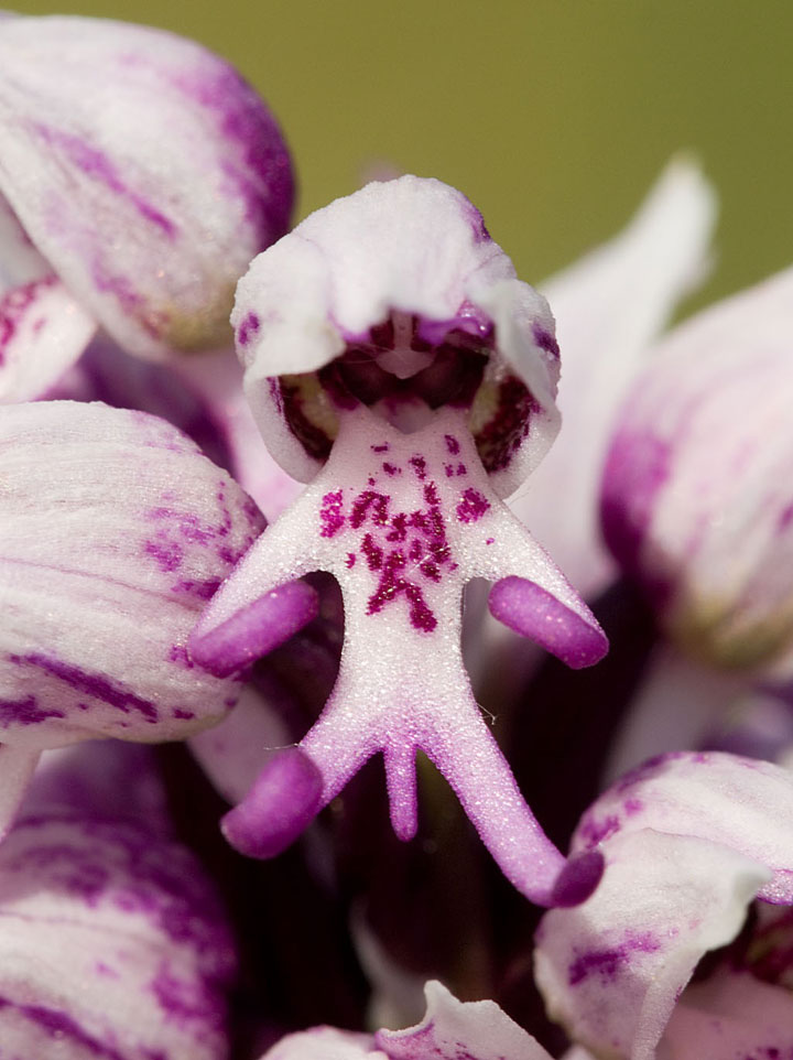 fleur-ressemblance-animaux-humain-insolite-nature9