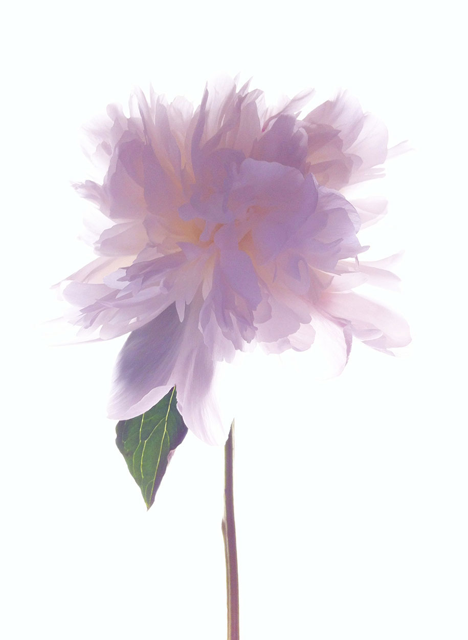 fleur-rose