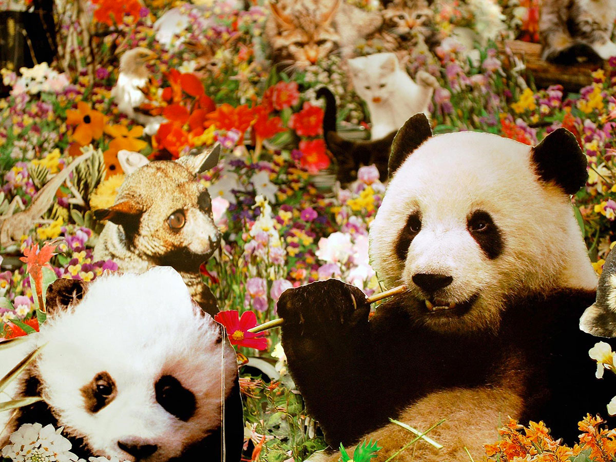 gros-plan-pandas