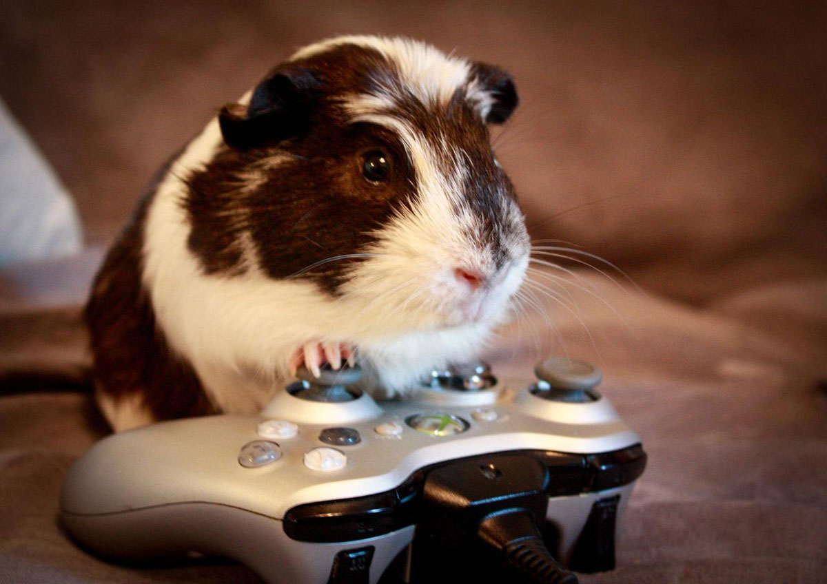 hamster-jeu