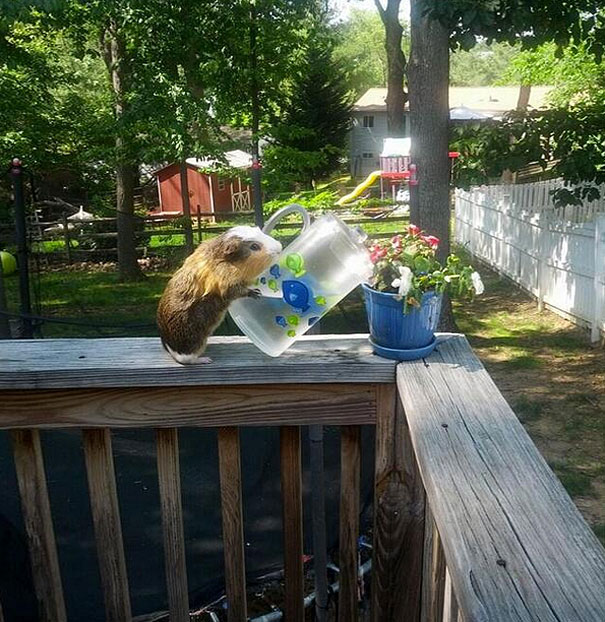 hamster-plante