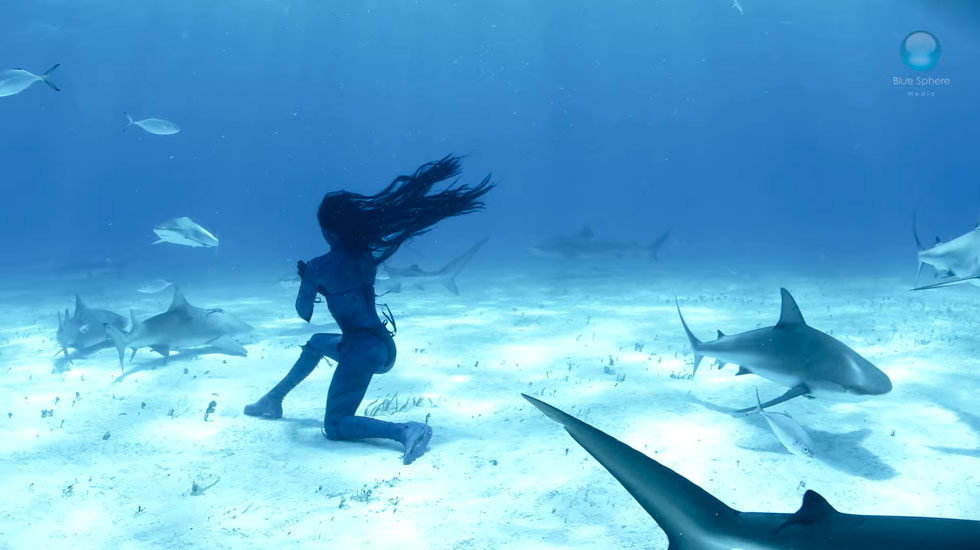 hanna-danse-requin