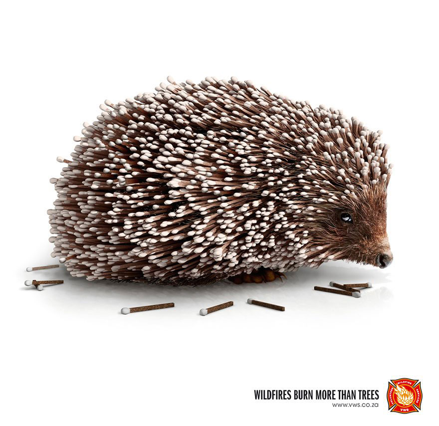 hedgedog