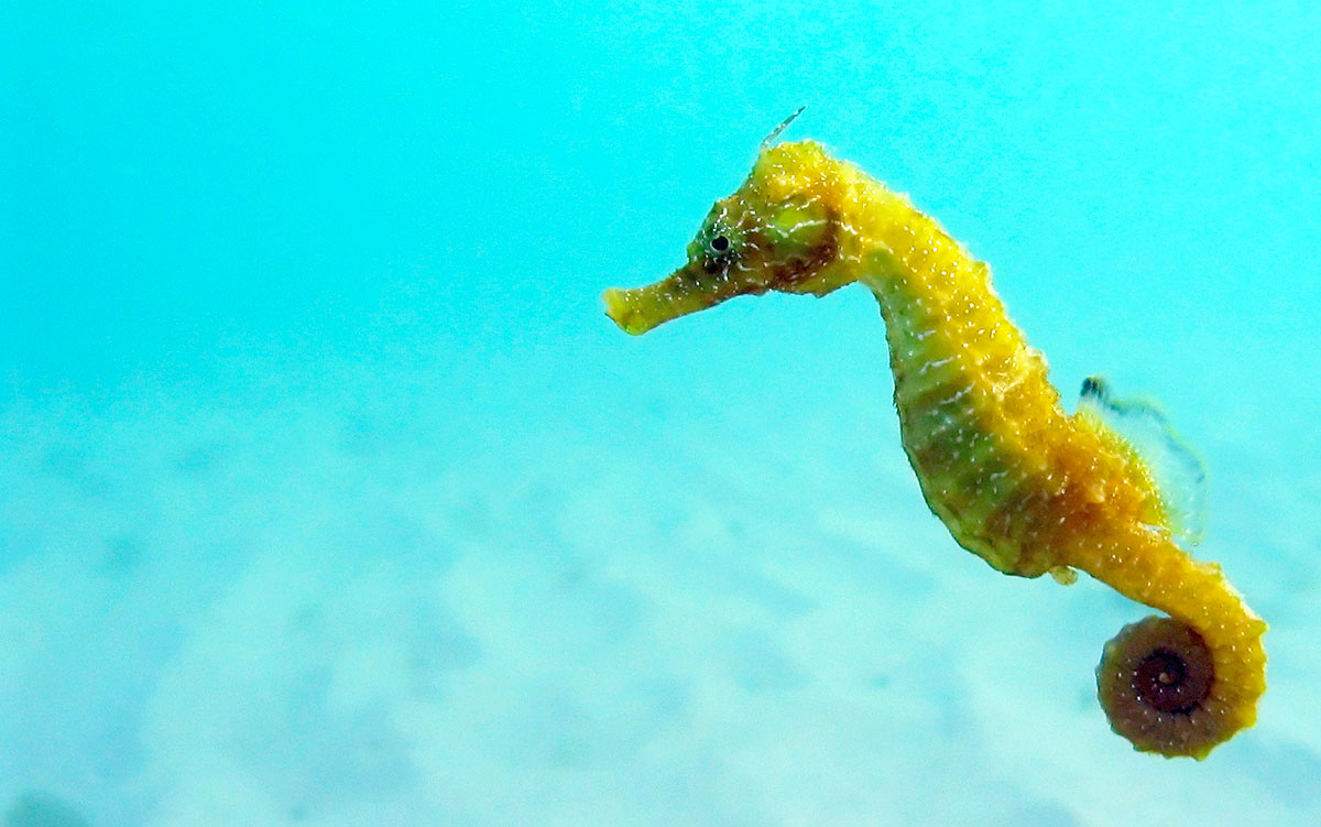 hippocampe