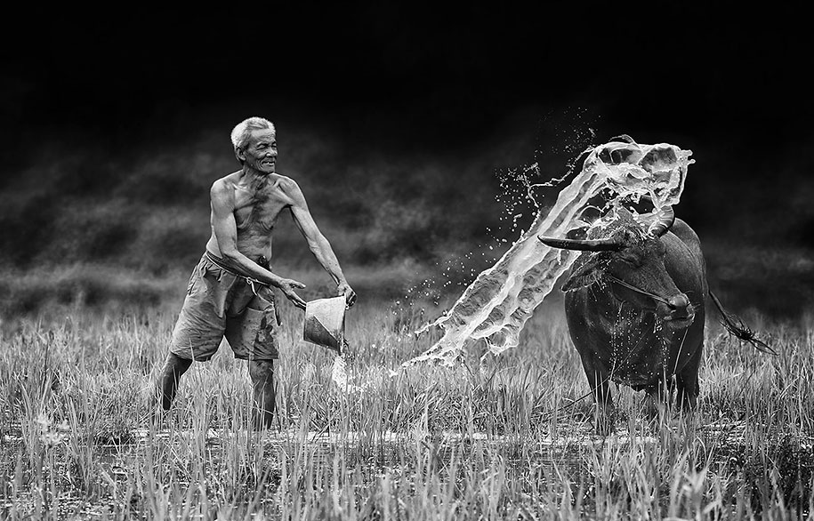 homme-sceau-eau-vache