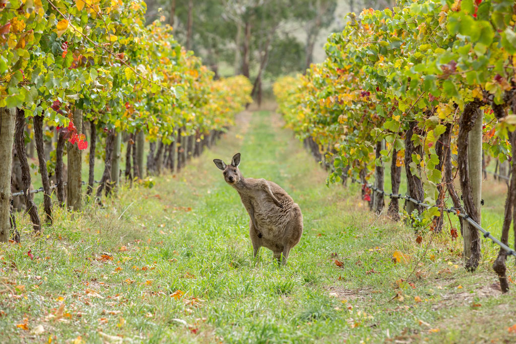 kangourou-adelaides-hills-australie
