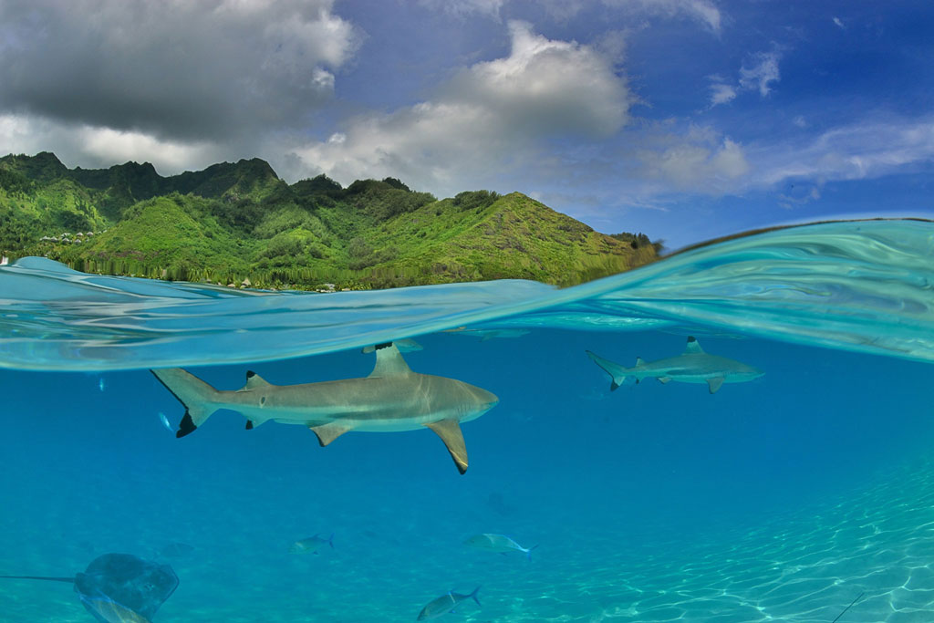 moorea-polynesie