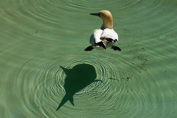 ombre-canard