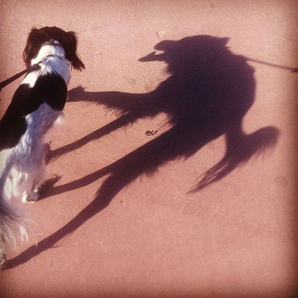 ombre-chien
