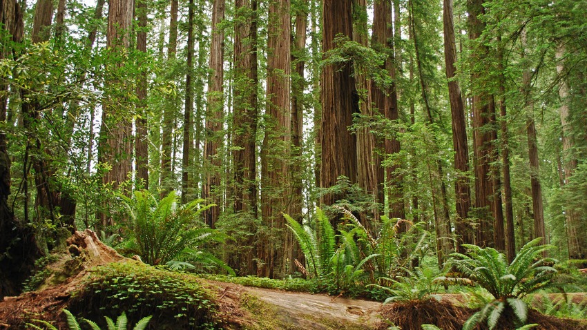 parc-redwood