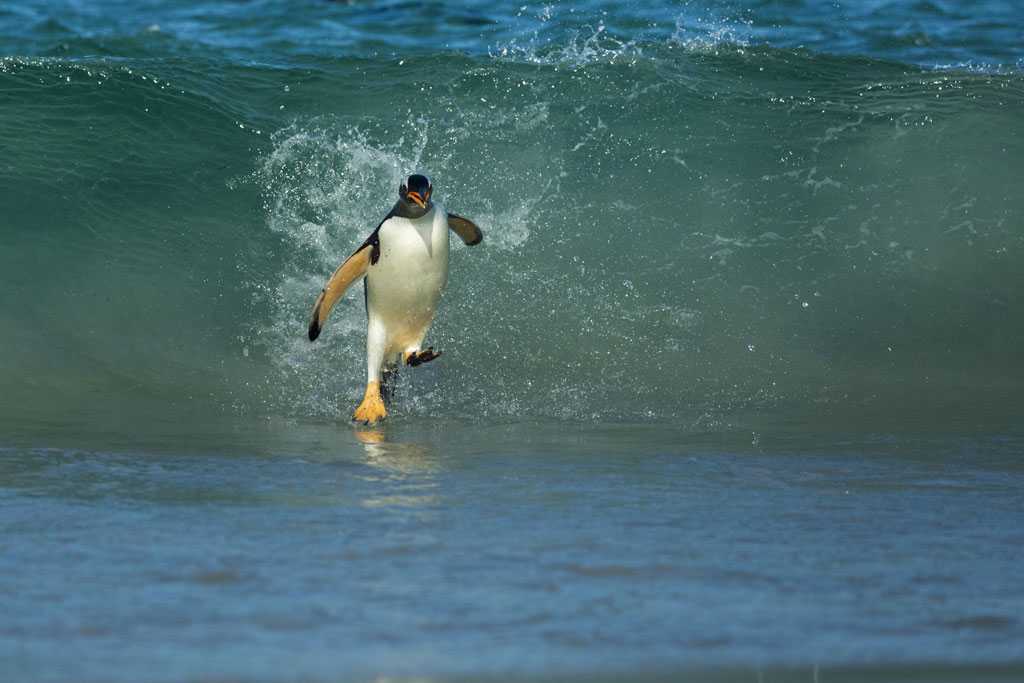 pingouin-islande-falkland