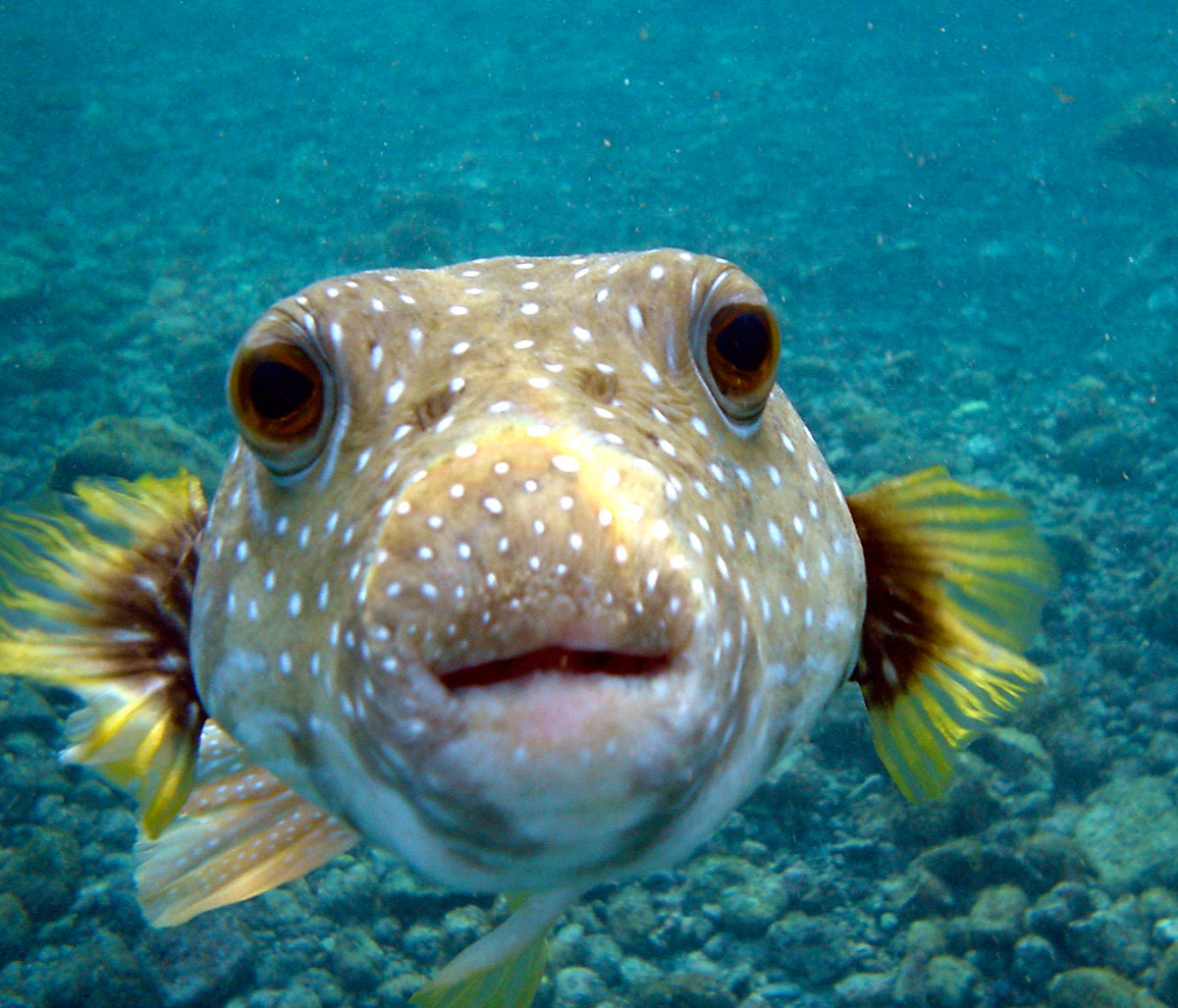 poisson-ballon