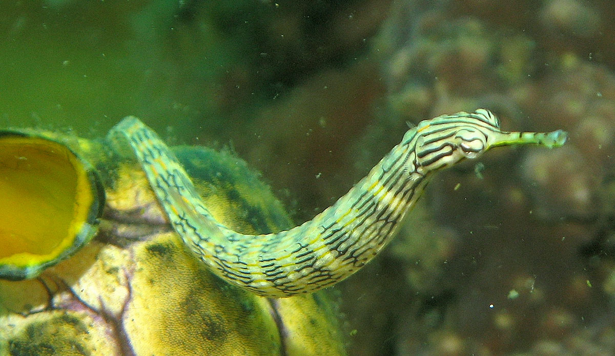 poisson-pipe
