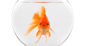 poisson-rouge