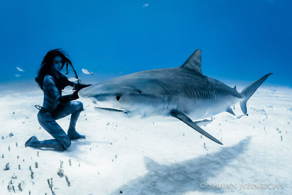 relation-homme-requin