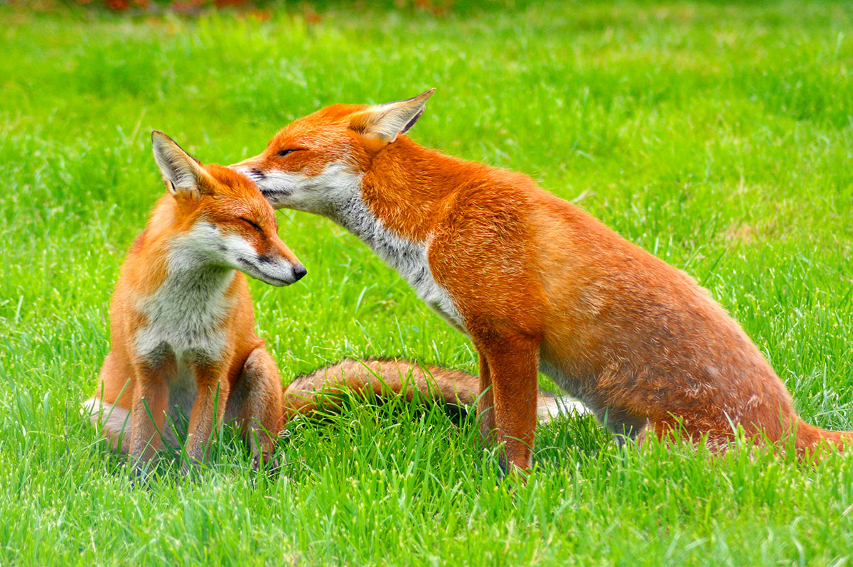 renard-roux