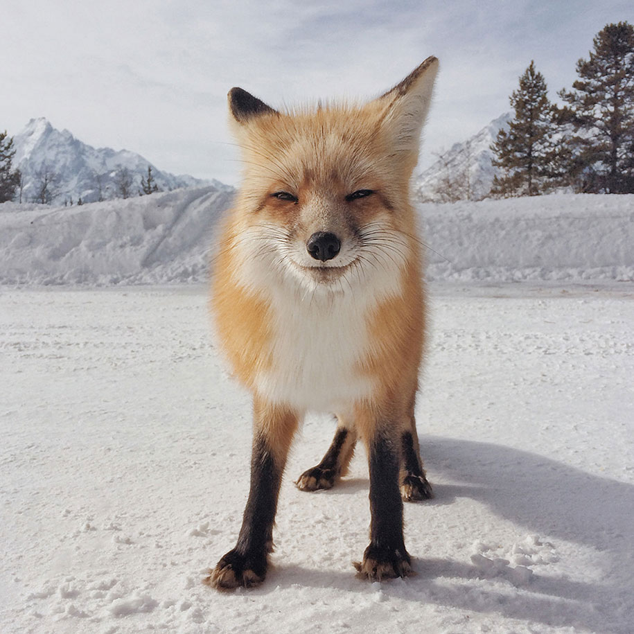 renard-sourire