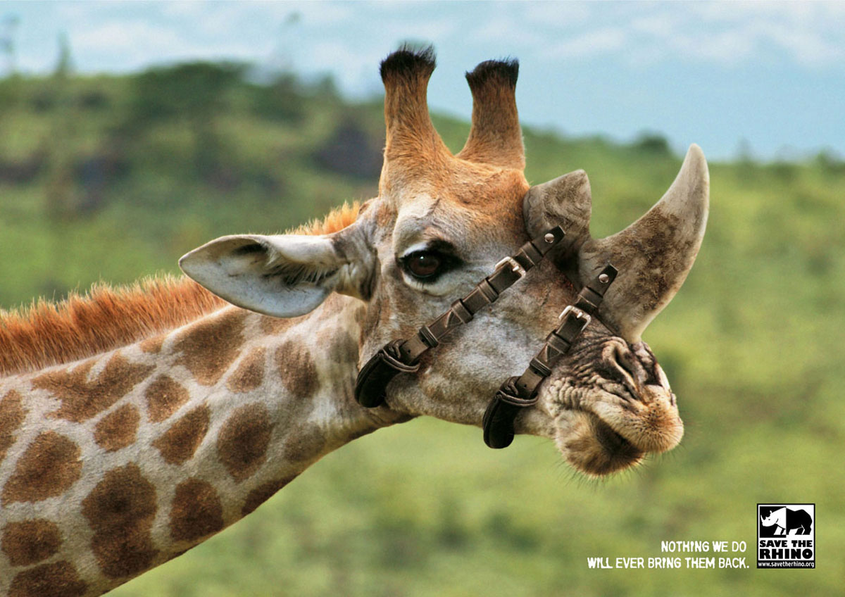 rhino-corne-girafe