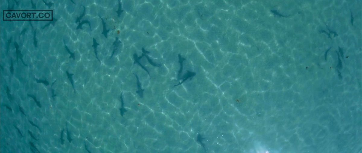 san-diego-requins