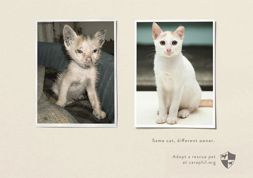 shelter-cat