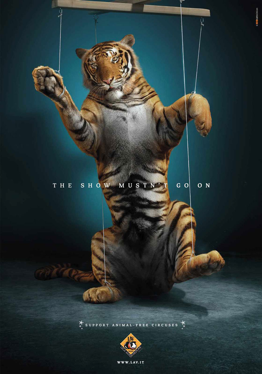 tigre-cirque