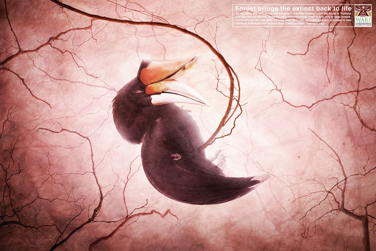 toucan