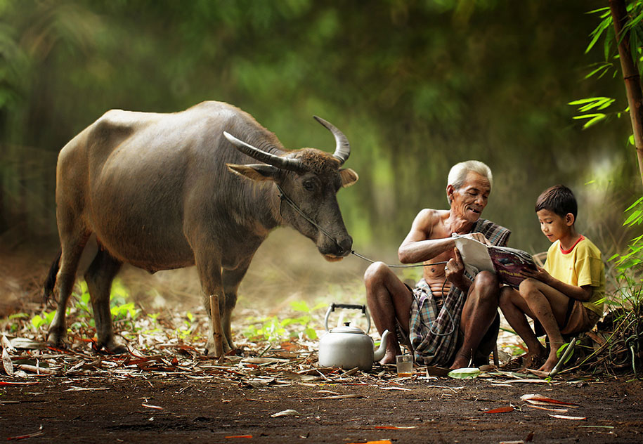 vache-homme