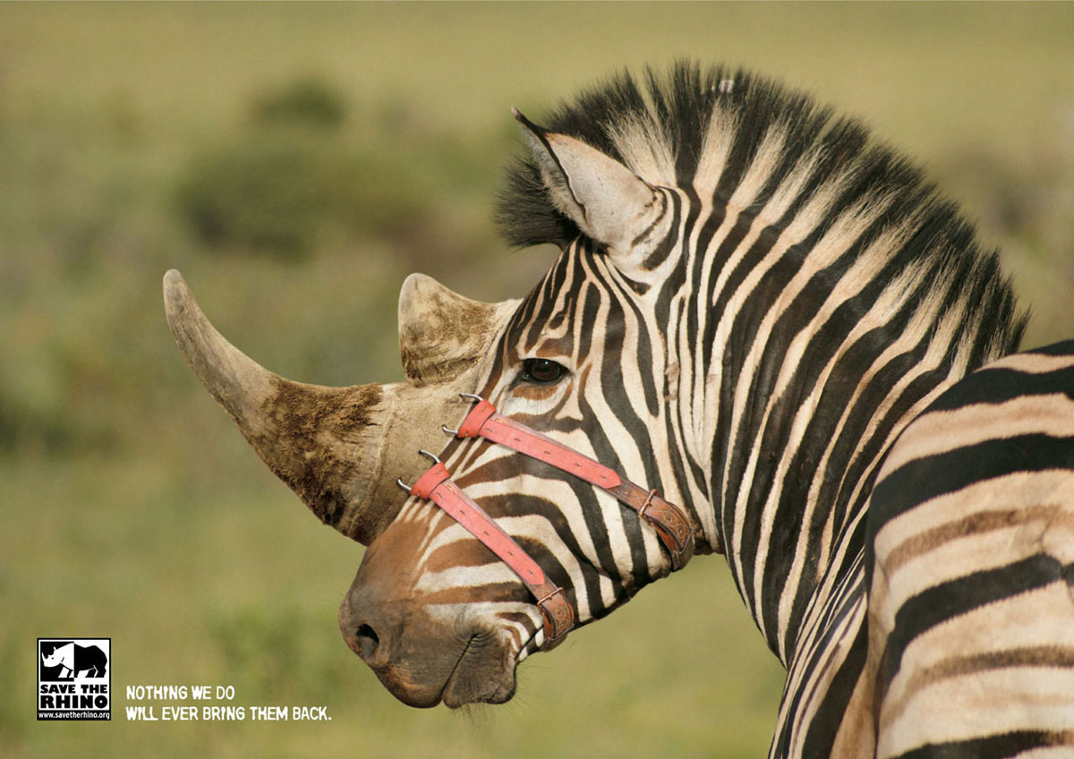 zebre-rhino