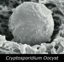 Cryptosporidium2