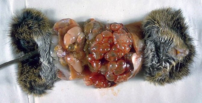 Echinococcus-multilocularis