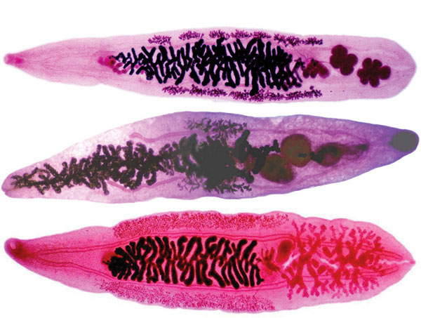 Opisthorchiidae2