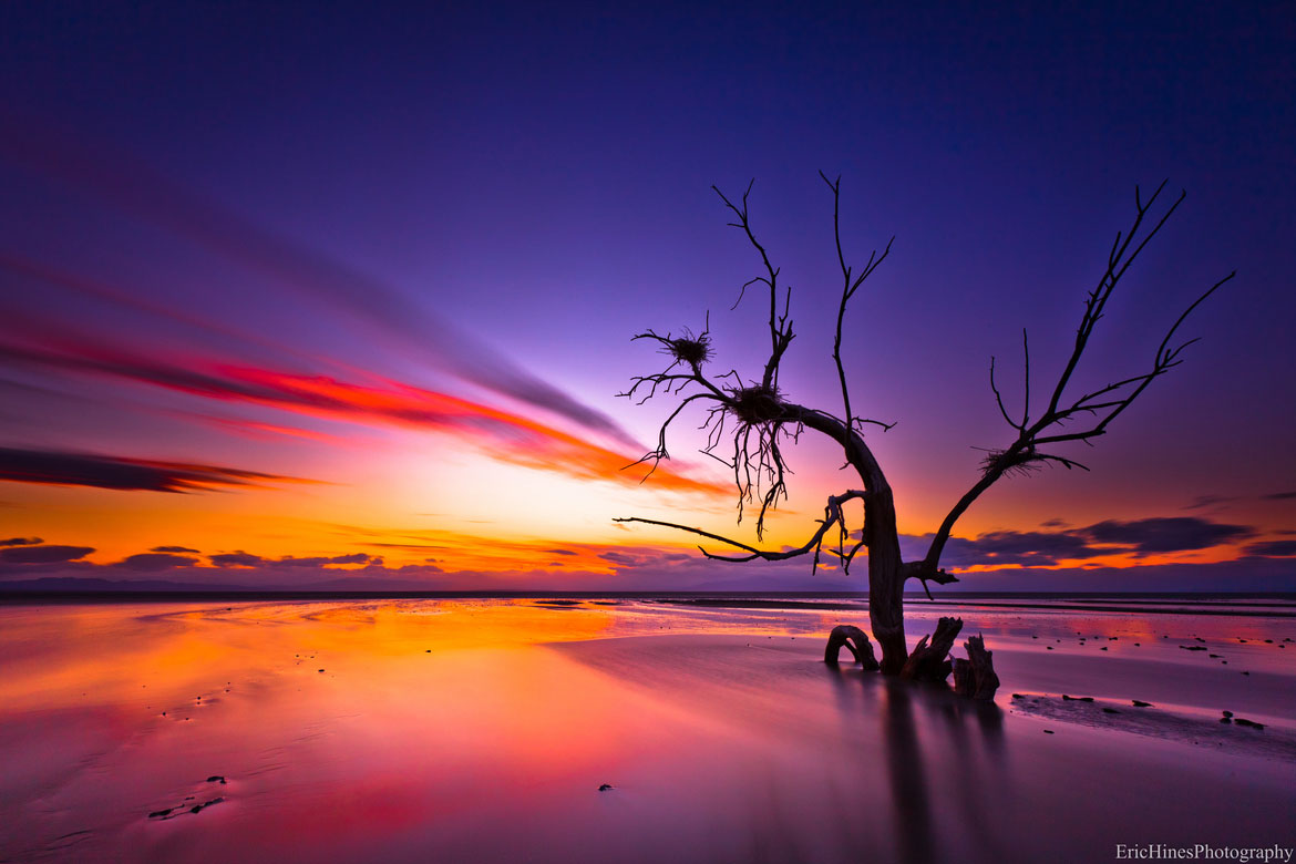 arbre-lac-soleil